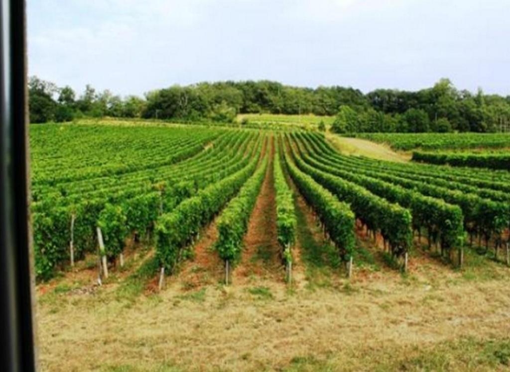 La Petite Madeleine Hotel Castillon-la-Bataille Eksteriør billede